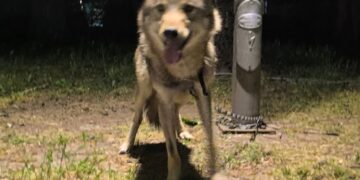 Див волк чуван како миленик во Козле: Згрижен во ЗОО Скопје