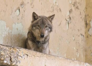 Се трага по лице кое незаконски чувало волк во Козле: Му следува казна до 20.000 евра