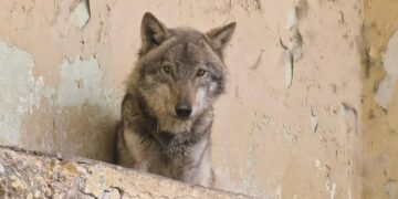 Се трага по лице кое незаконски чувало волк во Козле: Му следува казна до 20.000 евра