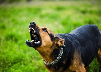 19-годишна девојка од Гостивар тешко повредена по напад од кучиња скитници