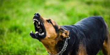 19-годишна девојка од Гостивар тешко повредена по напад од кучиња скитници
