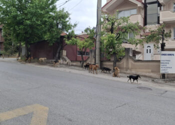 Во близина на автобуска постојка во Кисела Вода забележан поголем број улични кучиња