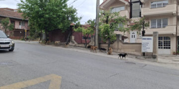 Во близина на автобуска постојка во Кисела Вода забележан поголем број улични кучиња