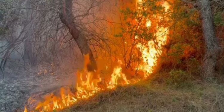 Огнена стихија во Албанија: Голем пожар кај Фиер проголта куќи, евакуирани 11 семејства