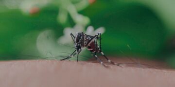 Научниците открија зошто комарците касаат токму вас, а други ги заобиколуваат – бојата на облеката игра голема улога