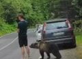 Опседнат со телефонот, не забележал дека мечка му се приближува – драматична снимка од Романија (ВИДЕО)