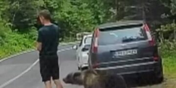 Опседнат со телефонот, не забележал дека мечка му се приближува – драматична снимка од Романија (ВИДЕО)