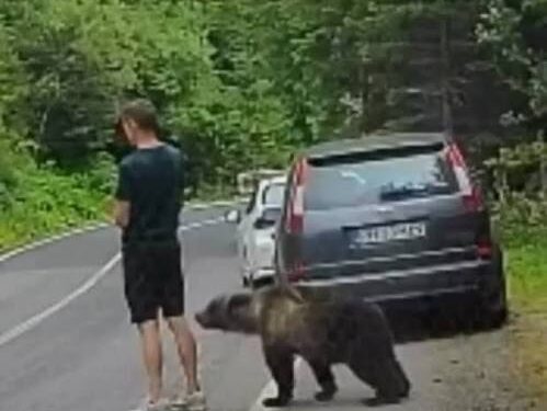 Опседнат со телефонот, не забележал дека мечка му се приближува – драматична снимка од Романија (ВИДЕО)